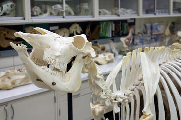 Veterinary anatomy musuem skeleton