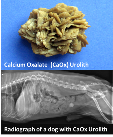 a calcium urolith image over a radiograph of a dog with a calcium oxalate urolith