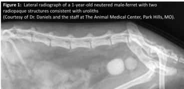 Figure 1: Lateral radiograph of a 1-year-old neutered male-ferret with two radiopaque structures consistent with uroliths