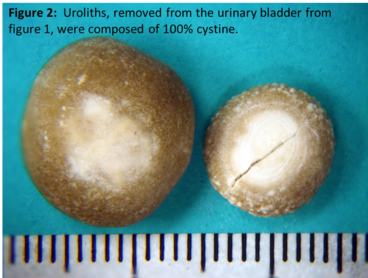 Figure 2: Uroliths, removed from the urinary bladder from figure 1, were composed of 100% cystine