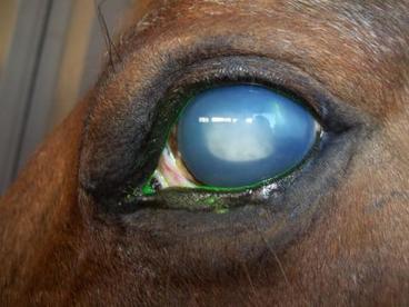 Horse's eye with equine recurrent uveitis