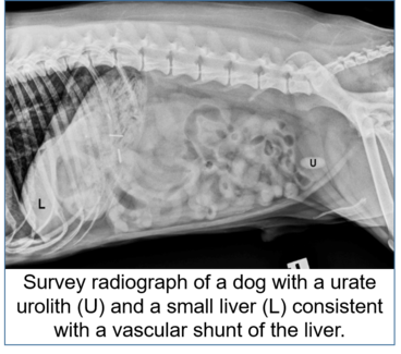 Survey radiograph of a dog with a urate urolith and a small liver consistent with a vascular shunt of the liver