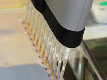 micropipettes adding solution to a gel assay