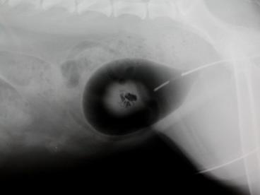 double contrast cystogram showing xanthine uroliths in a dog's bladder