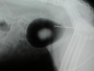 double contrast cystogram showing no uroliths in a dog's bladder