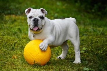 English bulldog with yellow ball