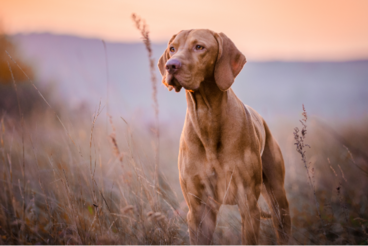 a vizsla in a field surrounded by mist