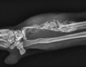 x-ray of animal limb