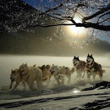 Siberian Huskies mushing