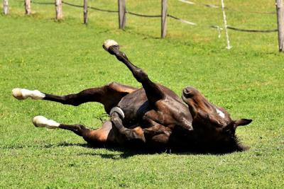 Horse with colic rolling