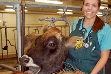 vet student with brown cow