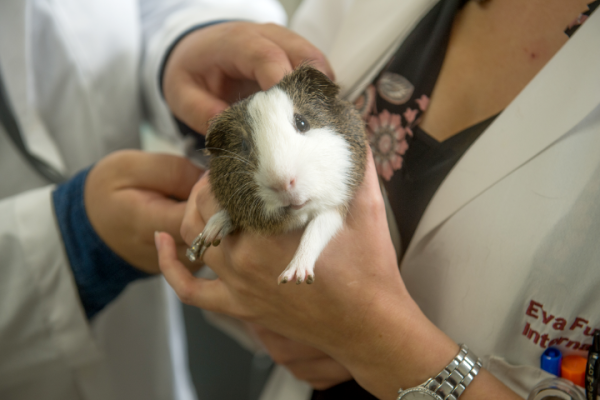 Veterinarians examining a guinea pig