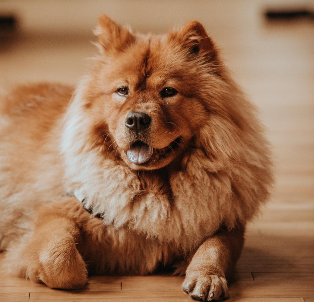 Red Chow dog laying on the ground with its tongue out