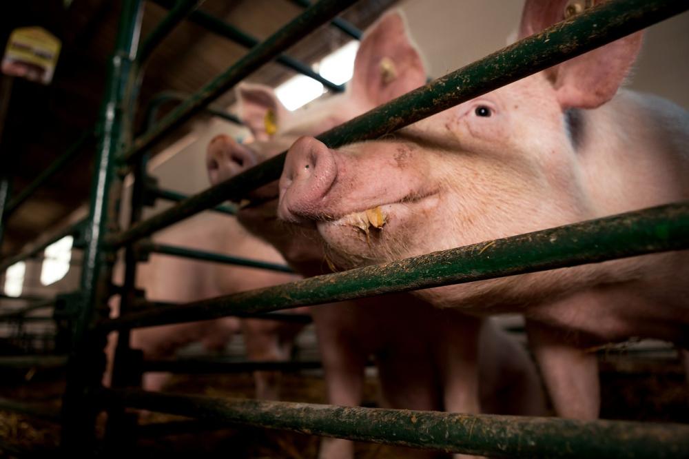 A pink pig sticks their snout through metal bars