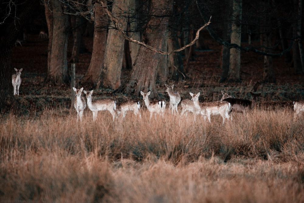 Several deer in a field with trees behind