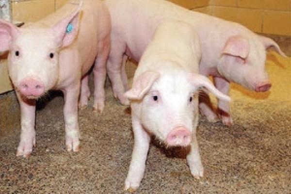 Three swine program pigs