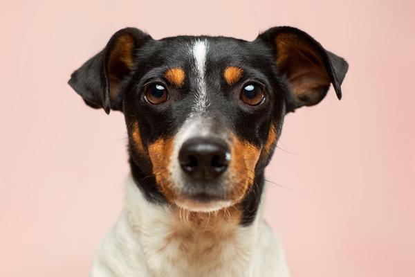 close up of a Jack Russell terrier 