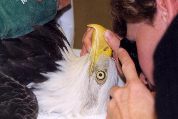 Eagle exam at The Raptor Center