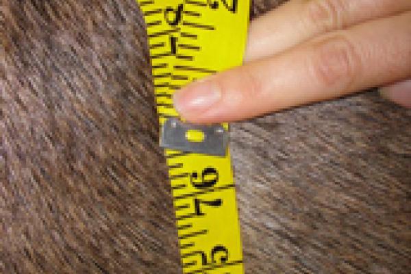  close up of measuring girth of a horse