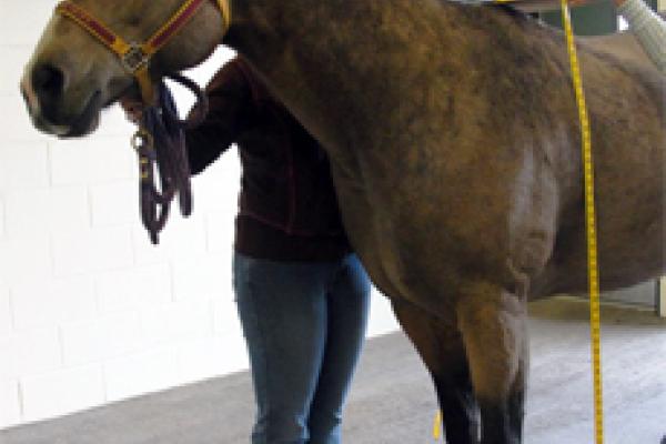 measuring height of a horse