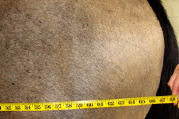 Close-up of measuring a horse's body length