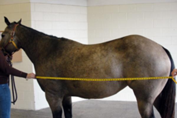 measuring body length of a horse