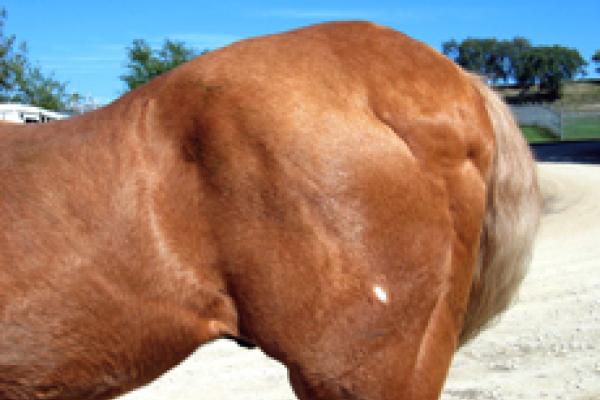 sideview of a horse showing the hips and the tail