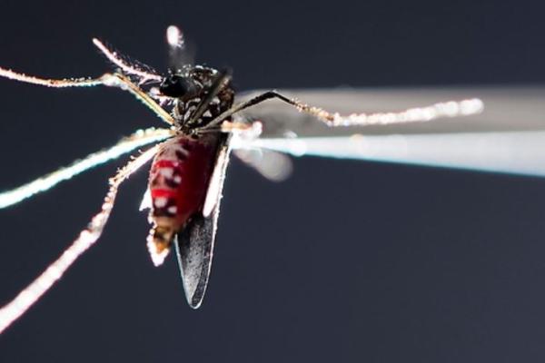 flying insect in tweezers