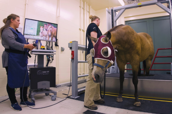 horse being examined in the Piper Equine hospital