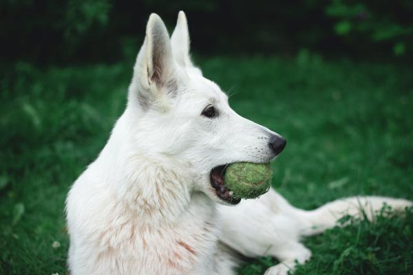 white dog holding tennis ball