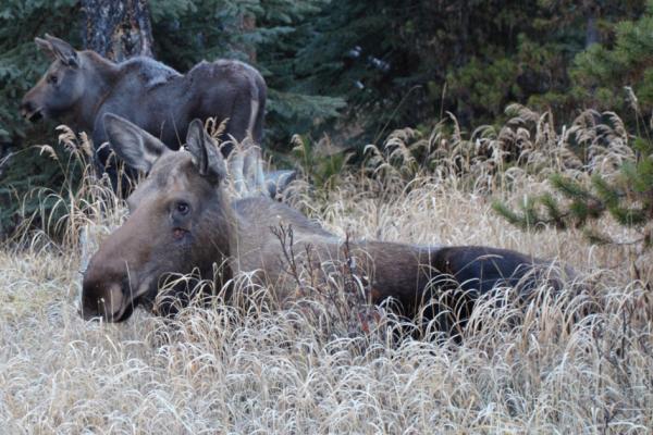 Female moose reclining in grass with calf standing in background near trees
