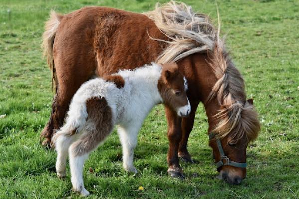 Two ponies stand in a field of green grass while one of them grazes