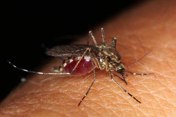 Close view of a mosquito biting someone's skin