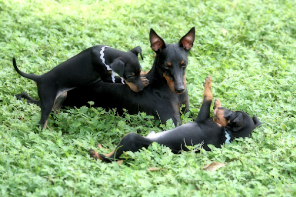 Two puppies and an adult dog play in a green field