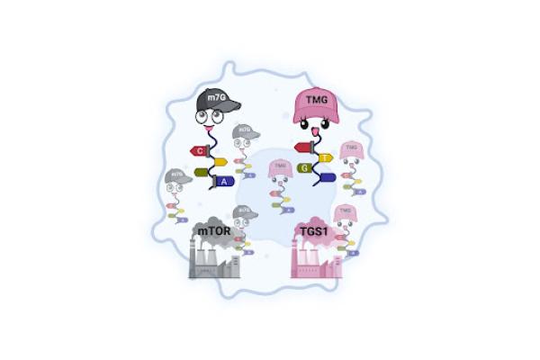 RNA graphic