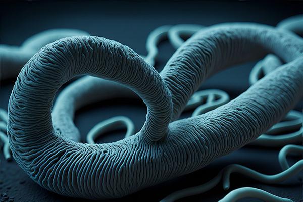 a close-up view of a tapeworm with a blue background