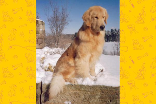 Thunder the golden retriever sits on a ledge in the snow