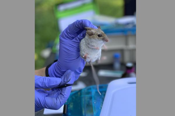 Samples are collected from a mouse