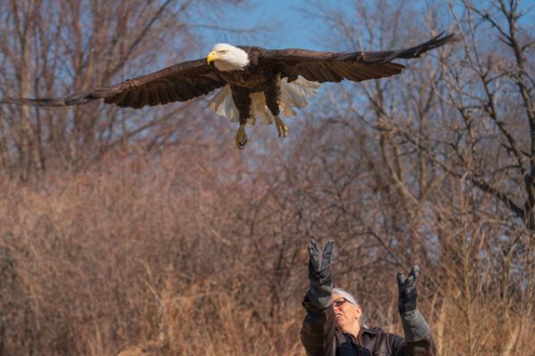 A Raptor Center volunteer releases a bald eagle