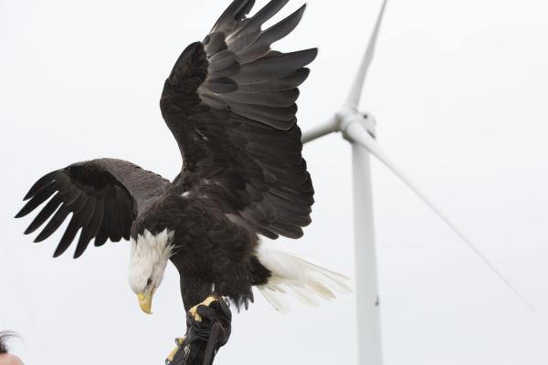 A bald eagle lands on the outstretched arm of an unseen trainer, with a wind turbine blurred in the near background