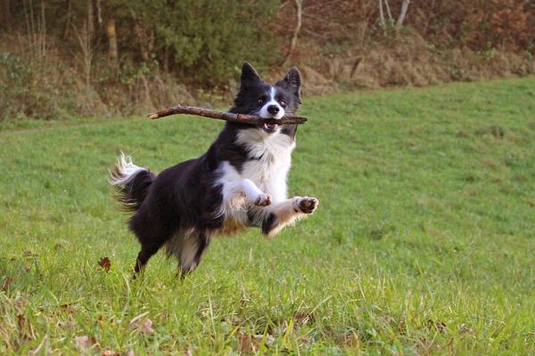 A border collie in mid-flight as it bounds across short grass with a stick in its mouth