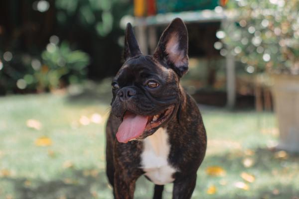 A brindle French Bulldog in a garden in the spring time