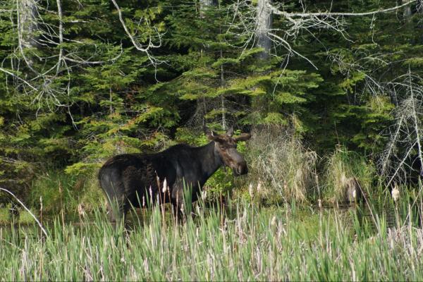 A bull moose stands at the edge of a wood on the Grand Portage Reservation
