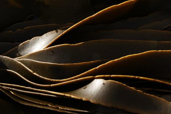 A close-up of kelp