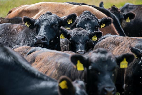 A close-up on a herd of cattle with yellow ear tags congregating. 