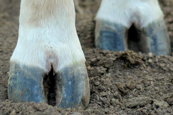 A closeup of two cow hoofs on dug into dirt.