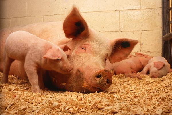 A ground-level shot of a piglet approaching their sleeping mother&#039;s face while other piglets sleep in the background of an enclosed pen.