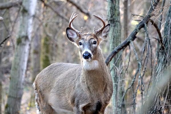 A male white-tailed deer stands in the woods