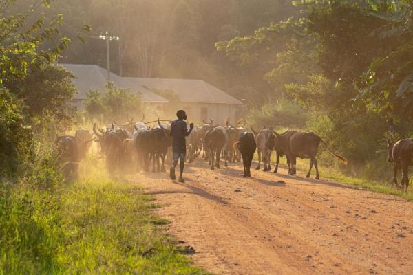 A man drives a herd of cattle along a rural road in Uganda.