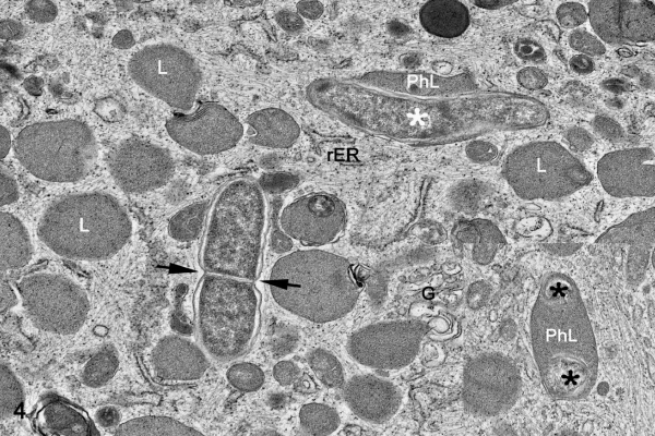A microscopic image, in black and white, of L. intracellularis multiplying inside a macrophage, denoted by arrows.